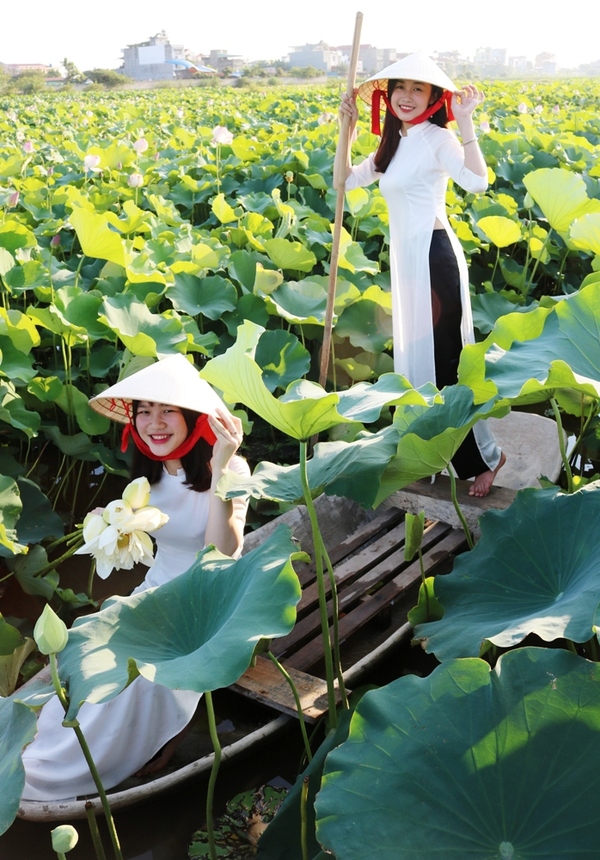 Thiếu nữ Hải Phòng đẹp dịu dàng bên đầm sen xanh ngút ngàn - Economy News Today