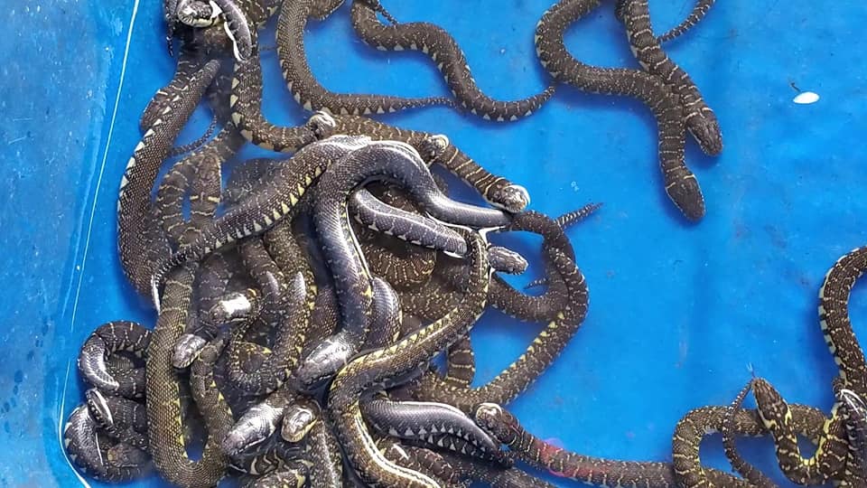 Mơ thấy nhiều rắn