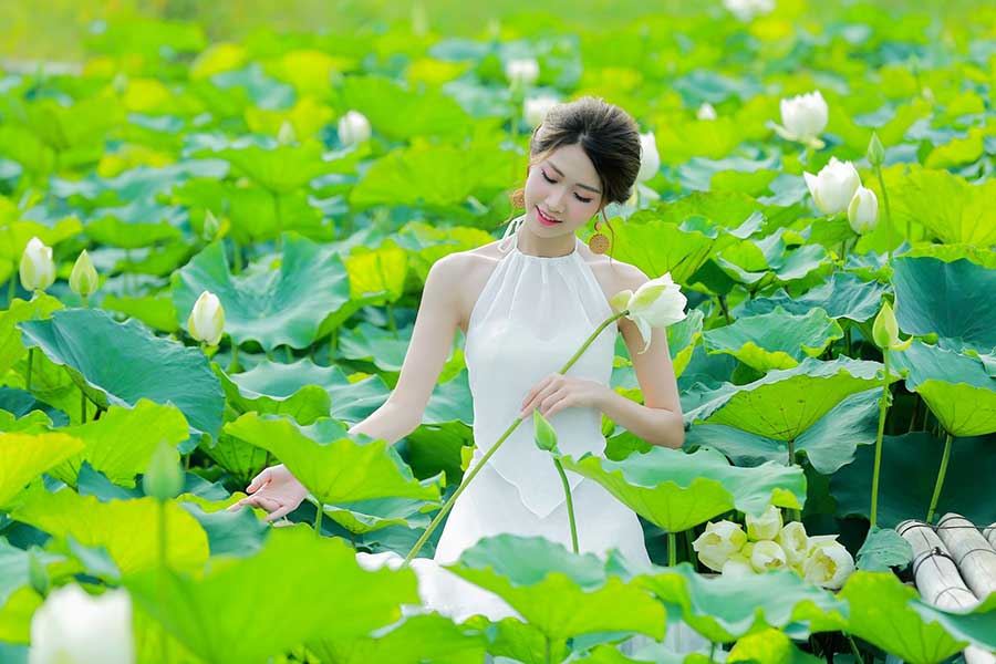 Báo giá chụp ảnh sen Tây Hồ đẹp uy tín, trọn gói Hà Nội - Chụp Ảnh Cúc Họa Mi