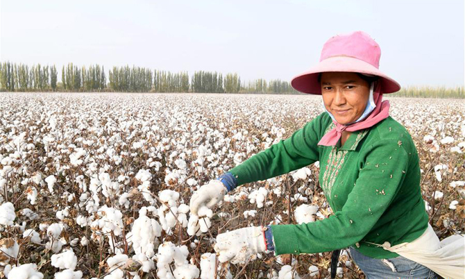 Vương quốc bông vải' mùa thu hoạch - Ngôi sao