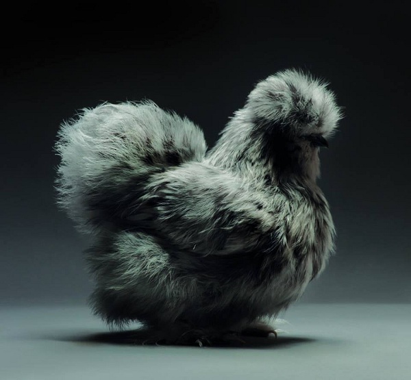 Nét đẹp gà Lông Xù Silkie - Hay gọi gà chó xù, gà thỏ xù gì cũng