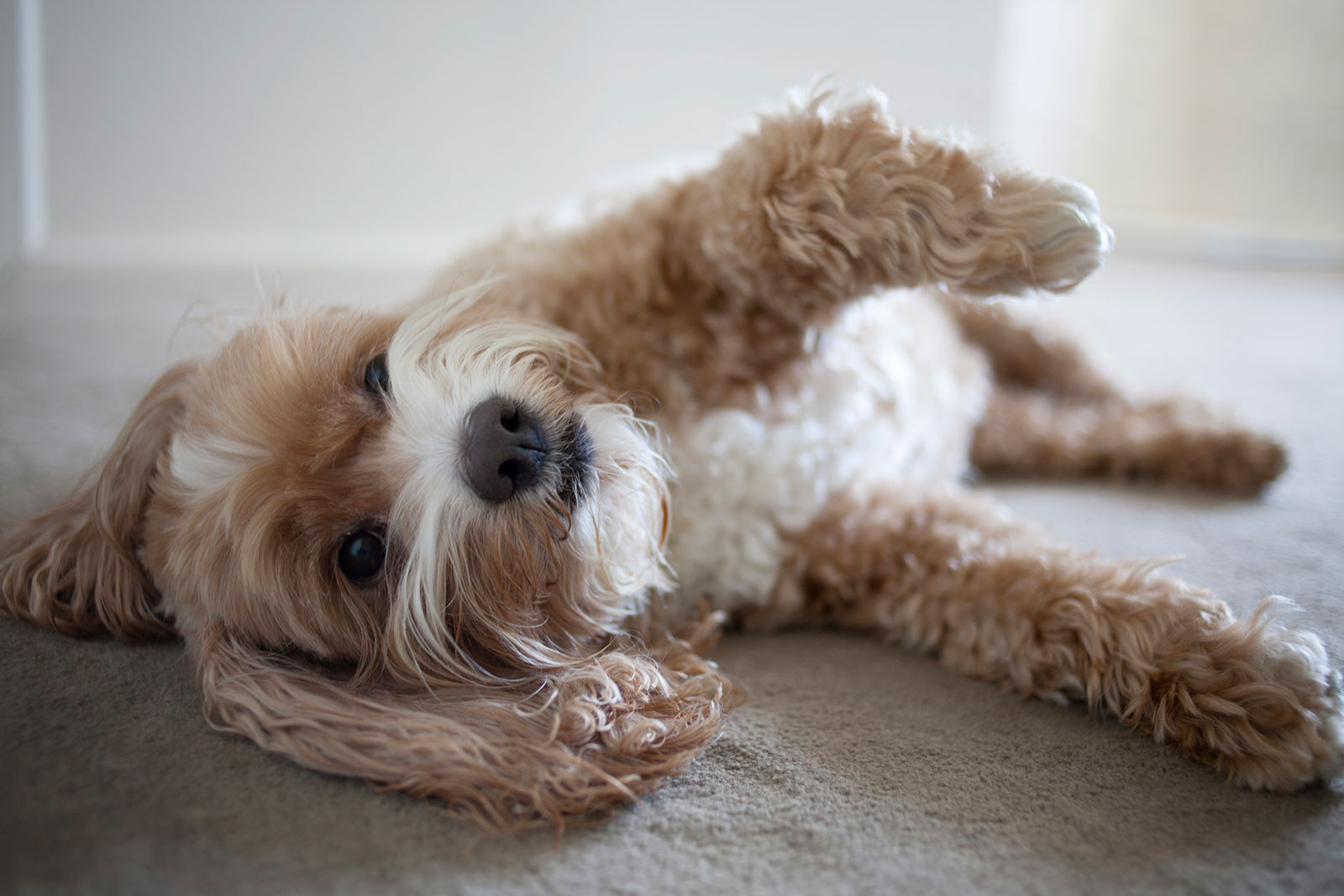 Cockapoo Breed Overview | LoveToKnow