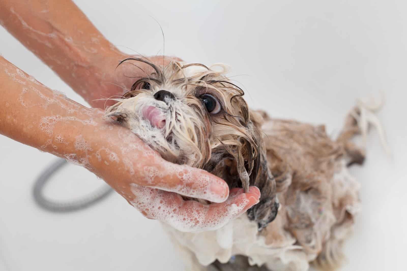 How Often Should You Bathe A Shih Tzu? Tips And Tricks!