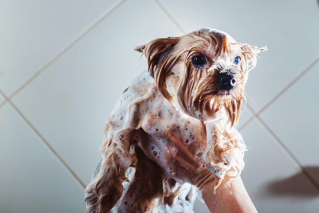 Need to Give Your Dog a Bath or Good Brush? Here's How to Not Make It a Complete Disaster. - This Dogs Life