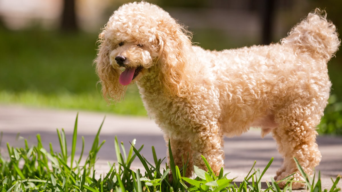Dog Grooming: Untangle Matted Dog Hair | BeChewy