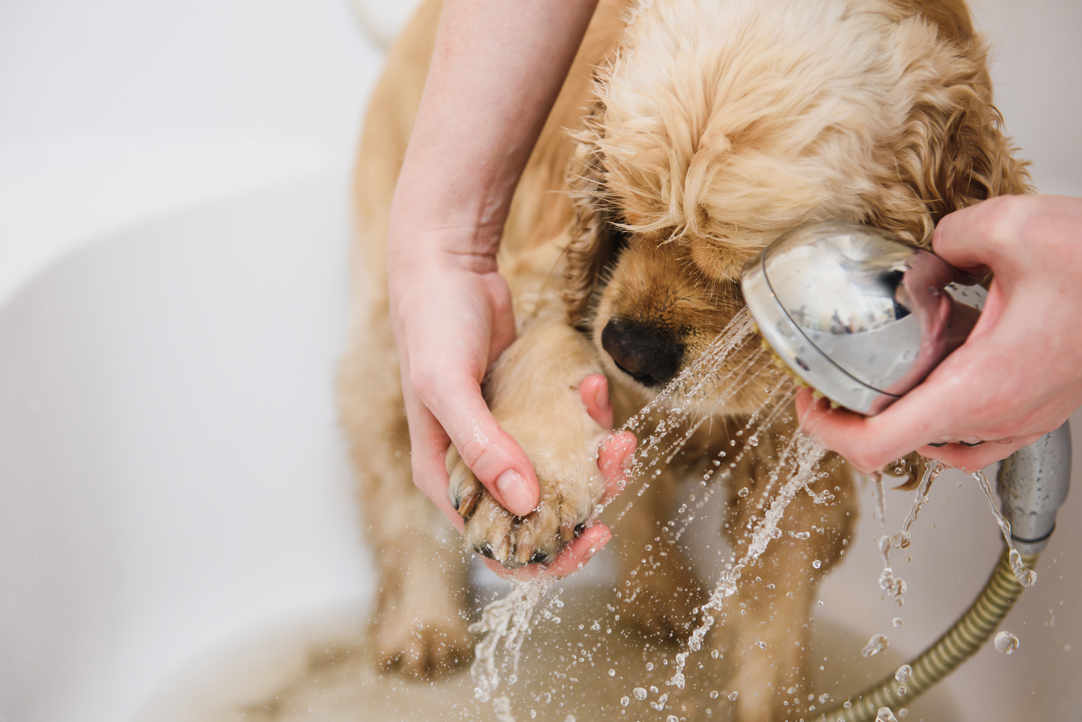 How Often Should You Wash Your Dog?