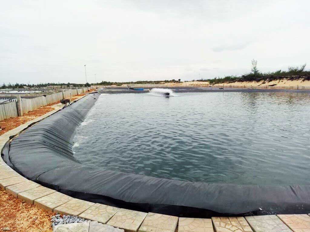 cừu-be-lot-bat-nuoi-ca