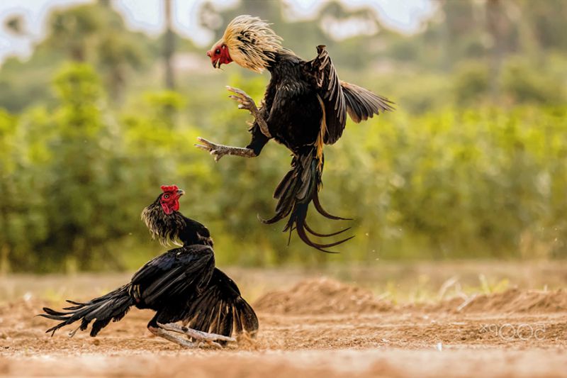 Cách đánh bida phăng Kỹ thuật, góc đánh và chiến thuật hiệu quả