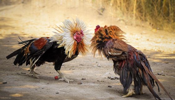 Cách đánh bida phăng Kỹ thuật, góc đánh và chiến thuật hiệu quả