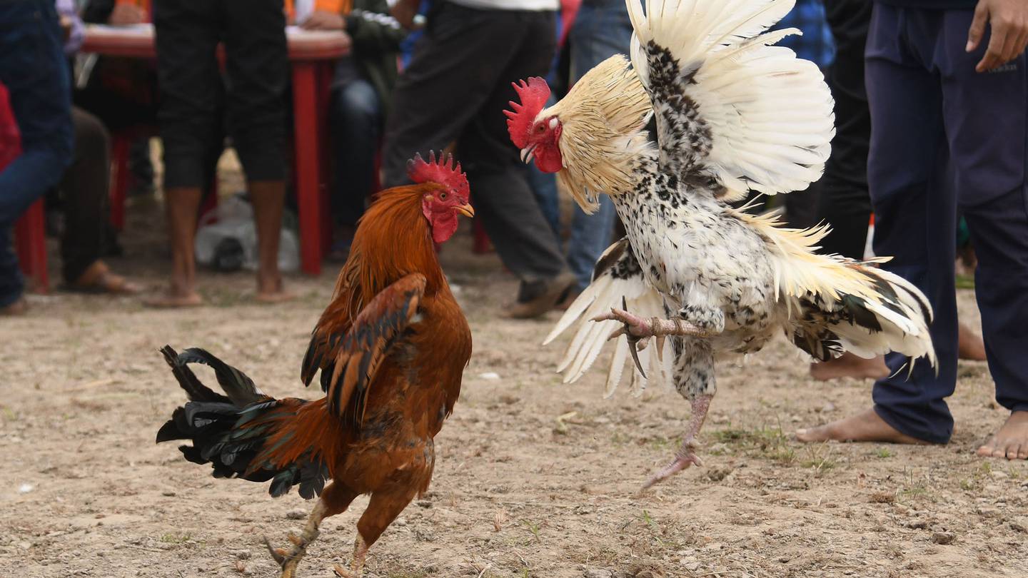 Cách đánh bida phăng Kỹ thuật, góc đánh và chiến thuật hiệu quả